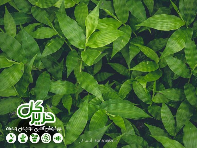 چند ترفند ساده برای زیباسازی منزل شما با گیاهان آپارتمانی