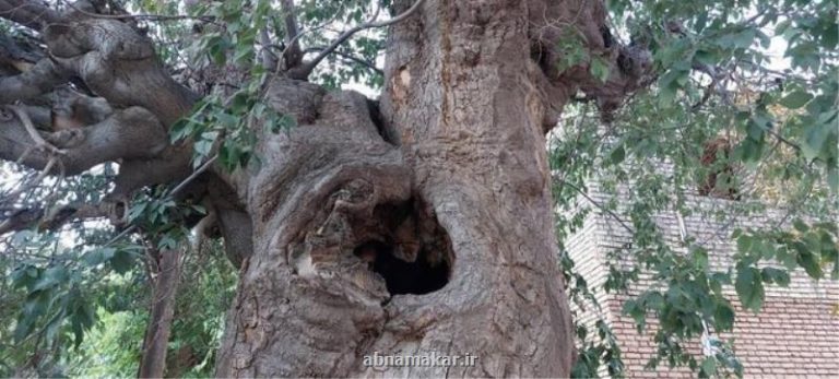 ثبت اثر طبیعی درخت کهن سال داغداغان روستای پندر تفت