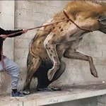 نقاشی های برجسته ای که زنده تصور می شوند
